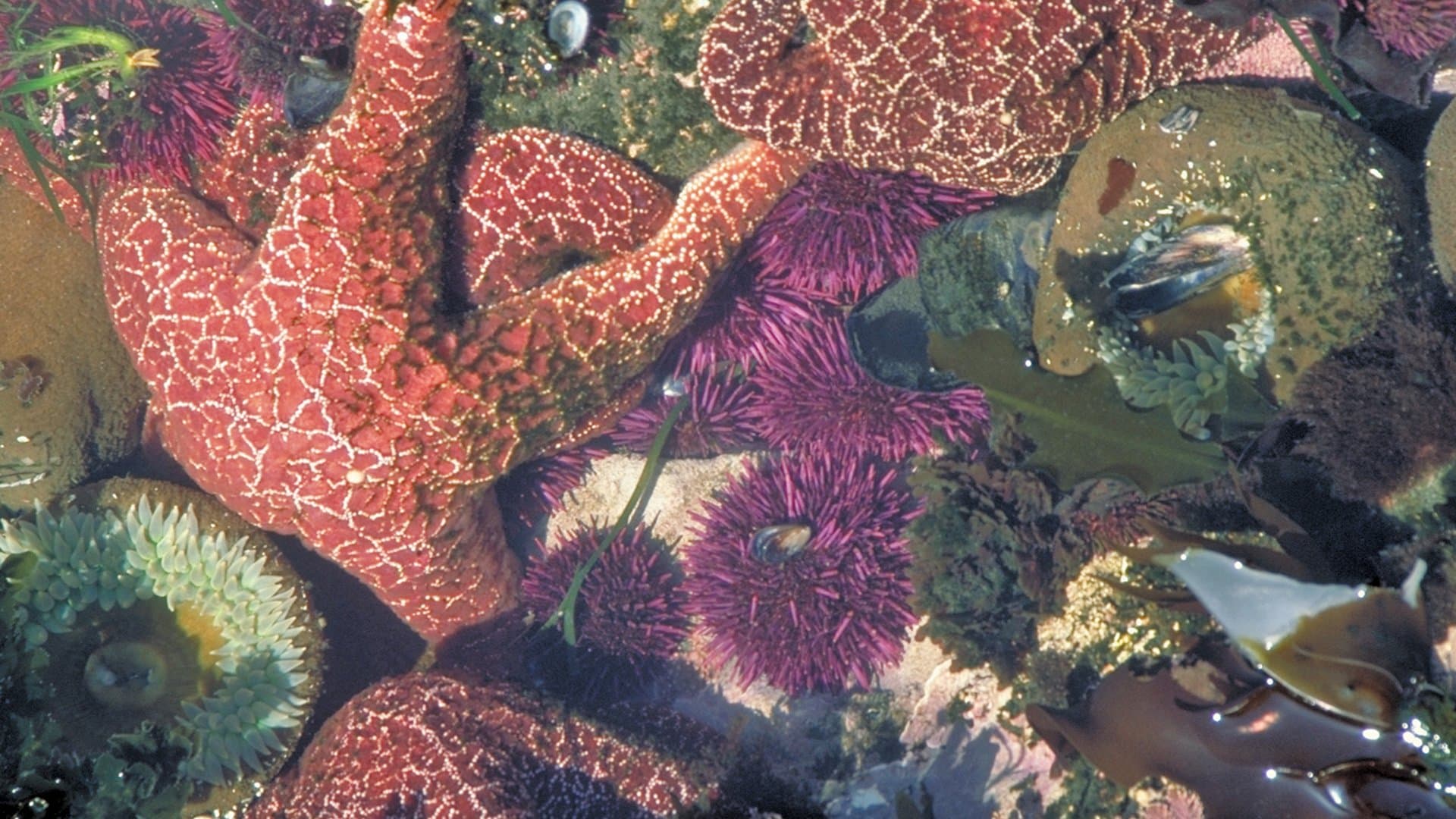 Tide-Pooling