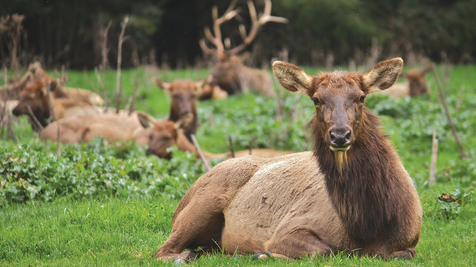 Roosevelt Elk Viewing