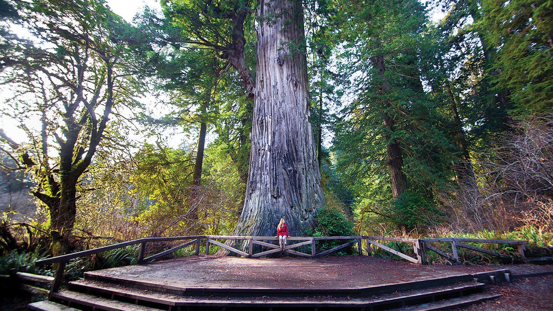 Prairie Creek Redwoods State Park