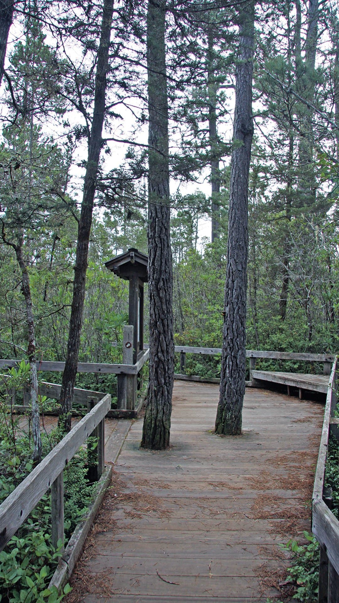 Pygmy Forest at Van Damme State Park