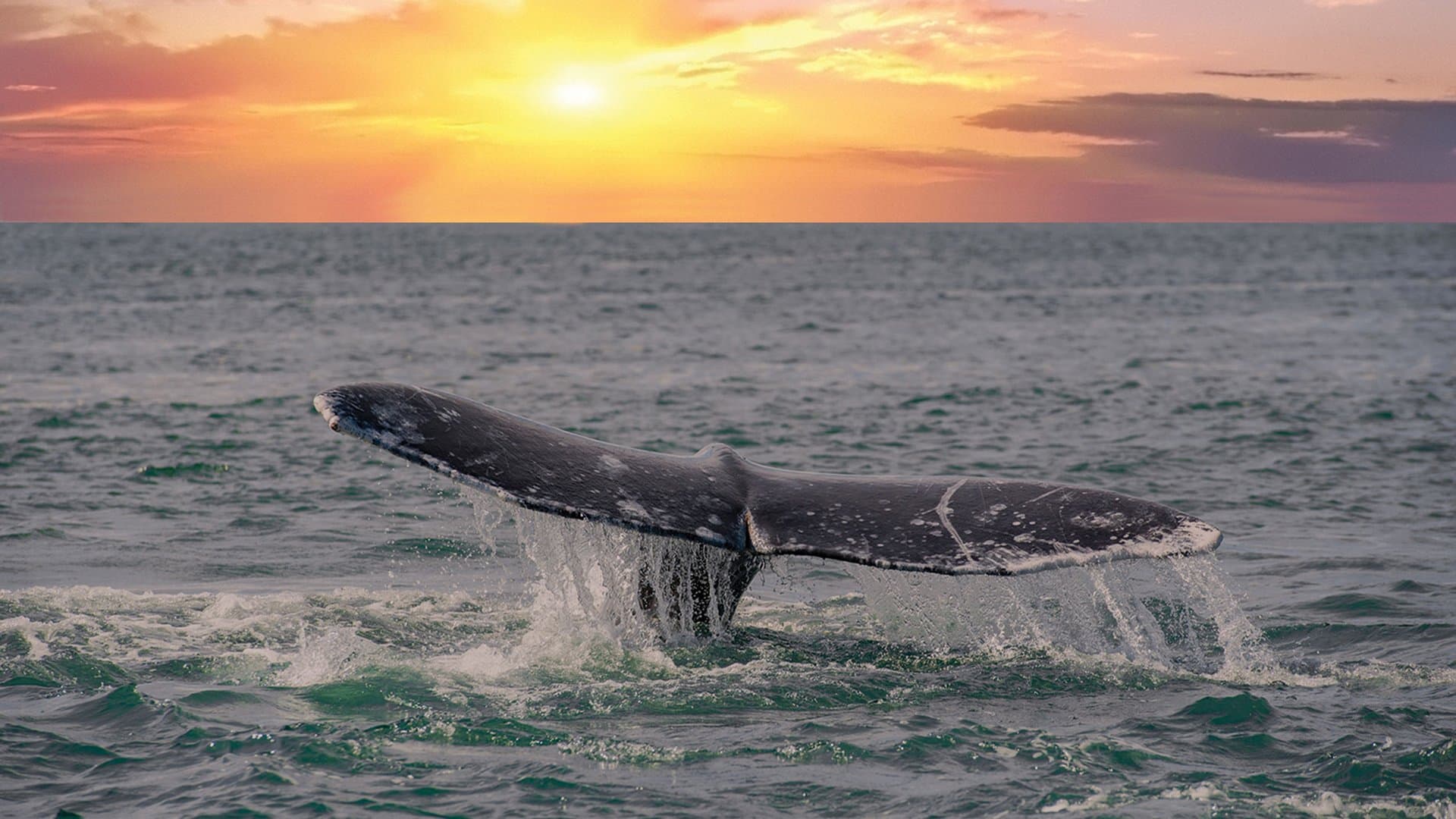 Annual Whale Migration / Whale Festivals