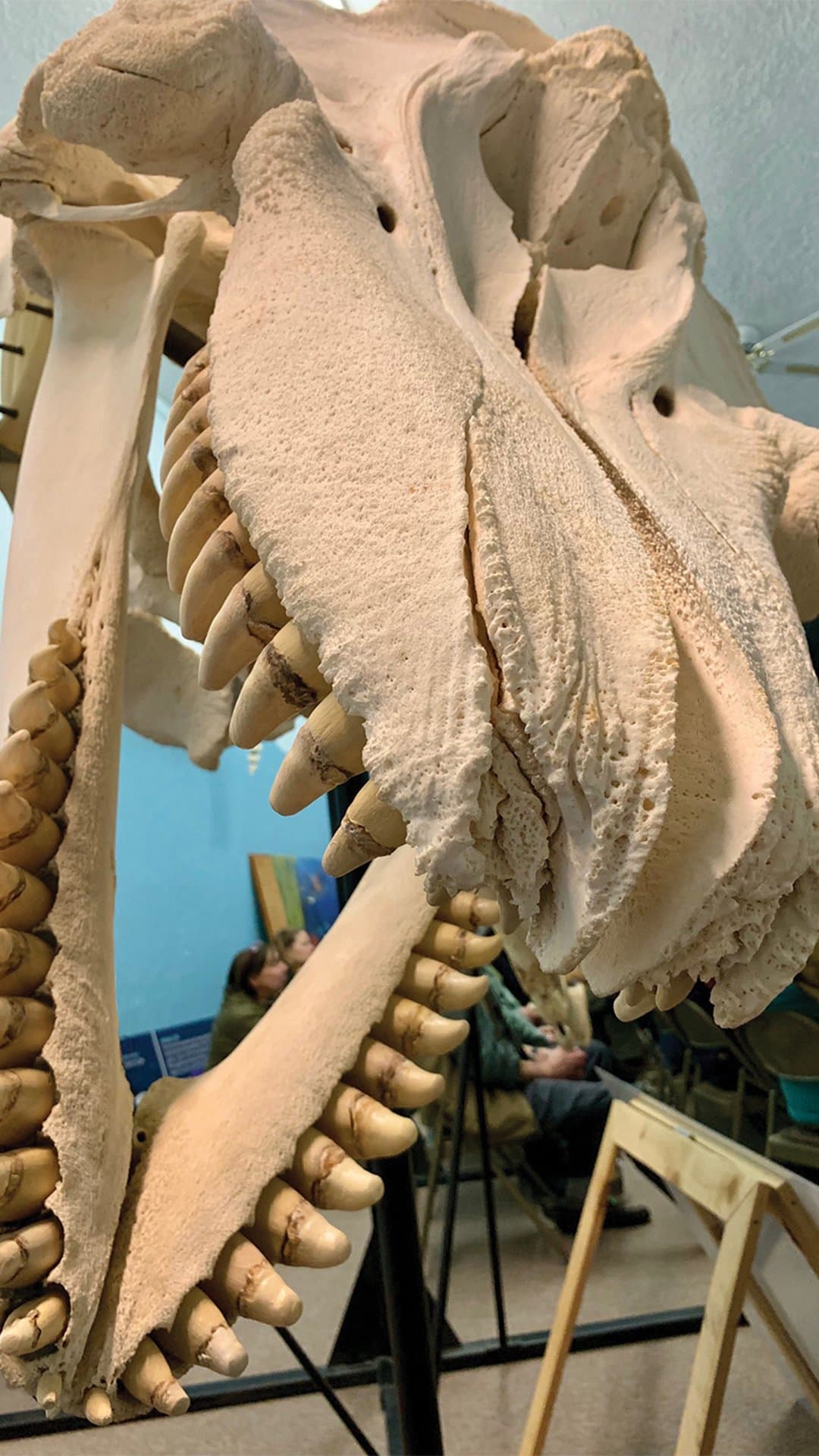 Noyo Center For Marine Science – The Crow’s Nest