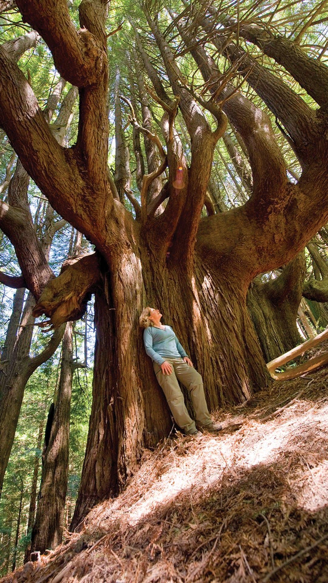 Peter Douglas Trail / Shady Dell