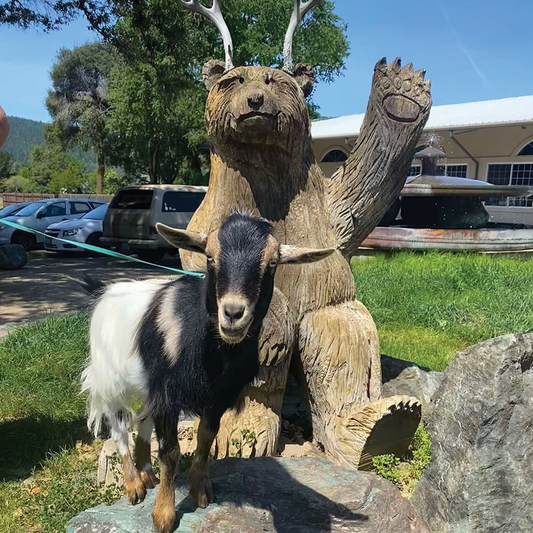 Anderson Valley Brewing Beer Park