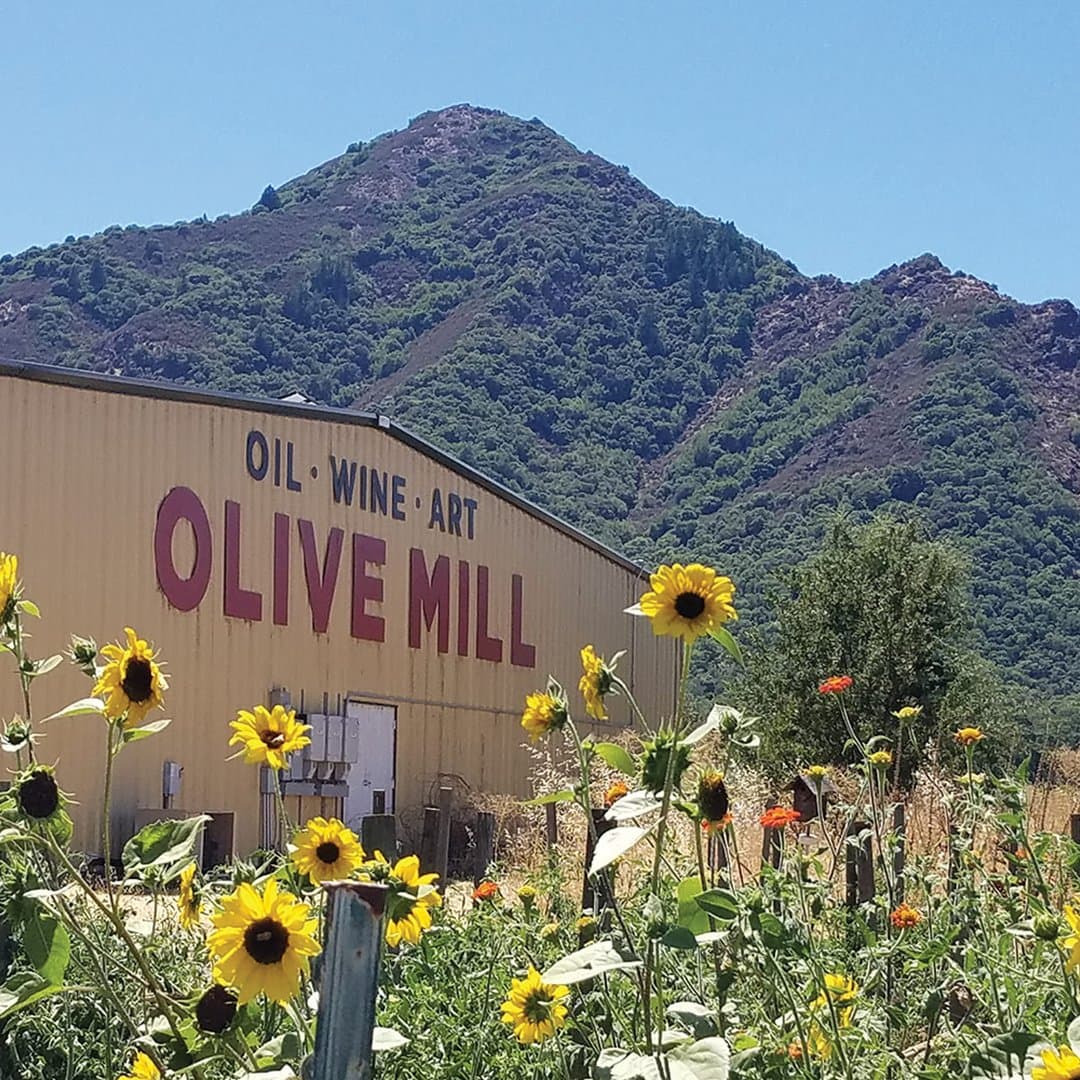 Premium Olive Oil in Hopland