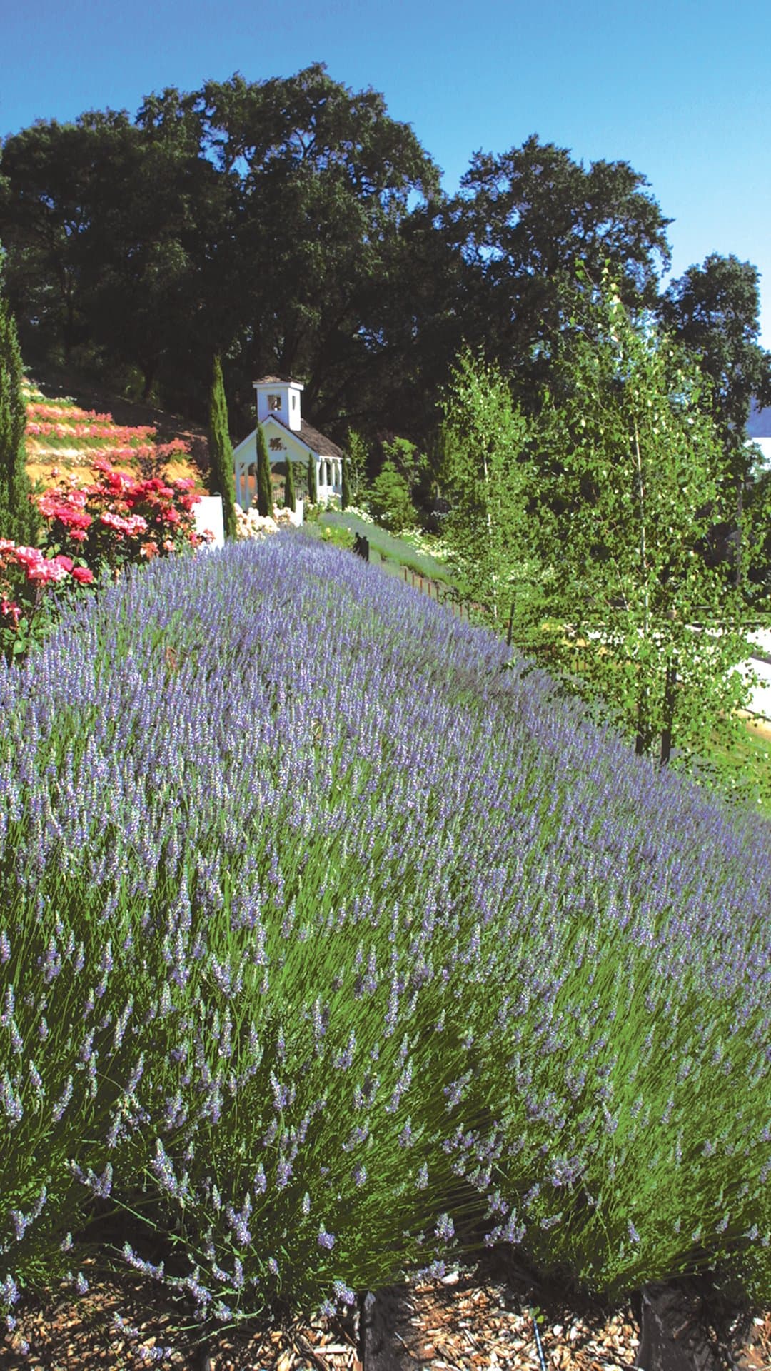 Schoolhouse Plaza, Brutocao Cellars