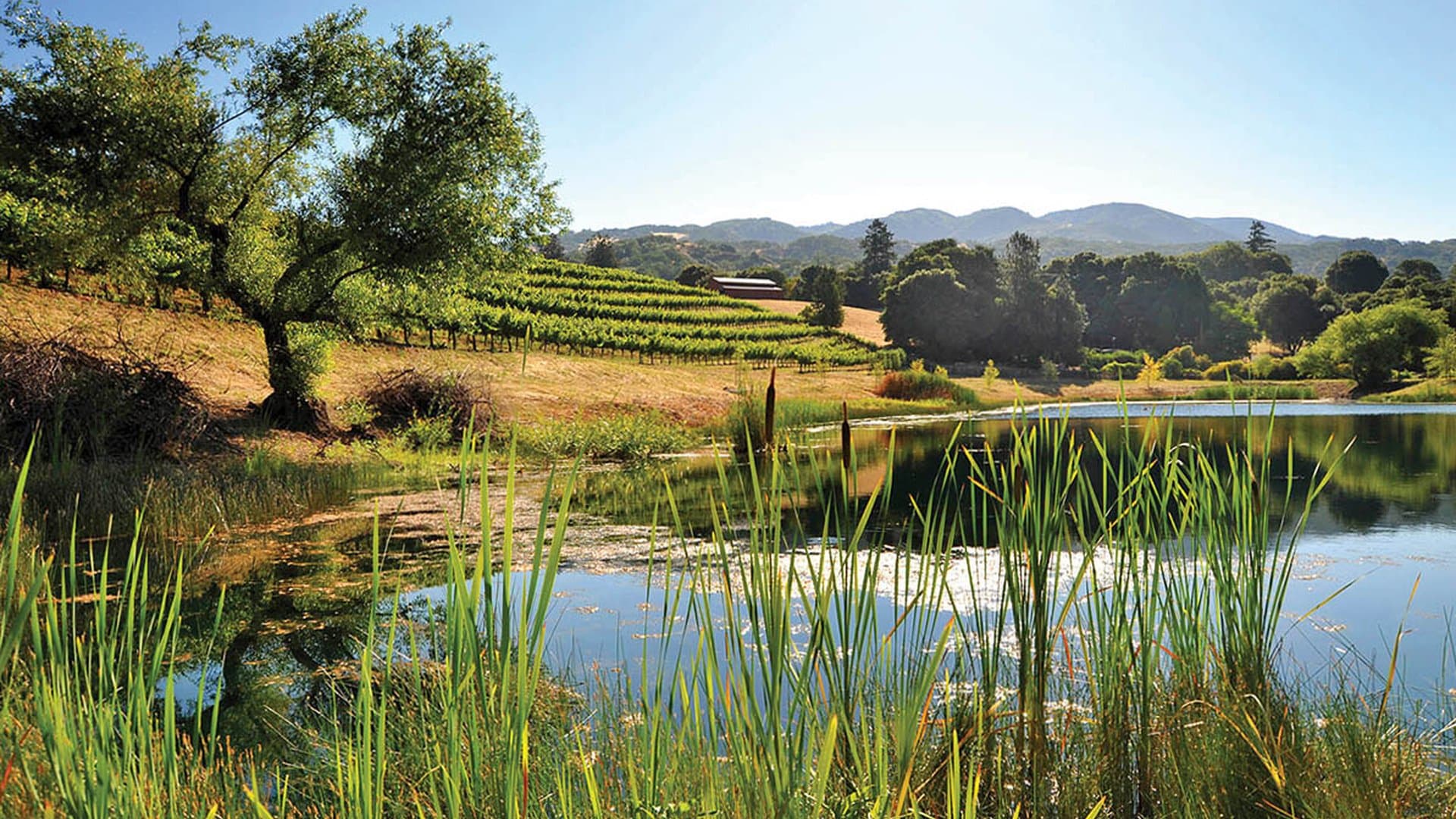Ukiah Valley Wineries
