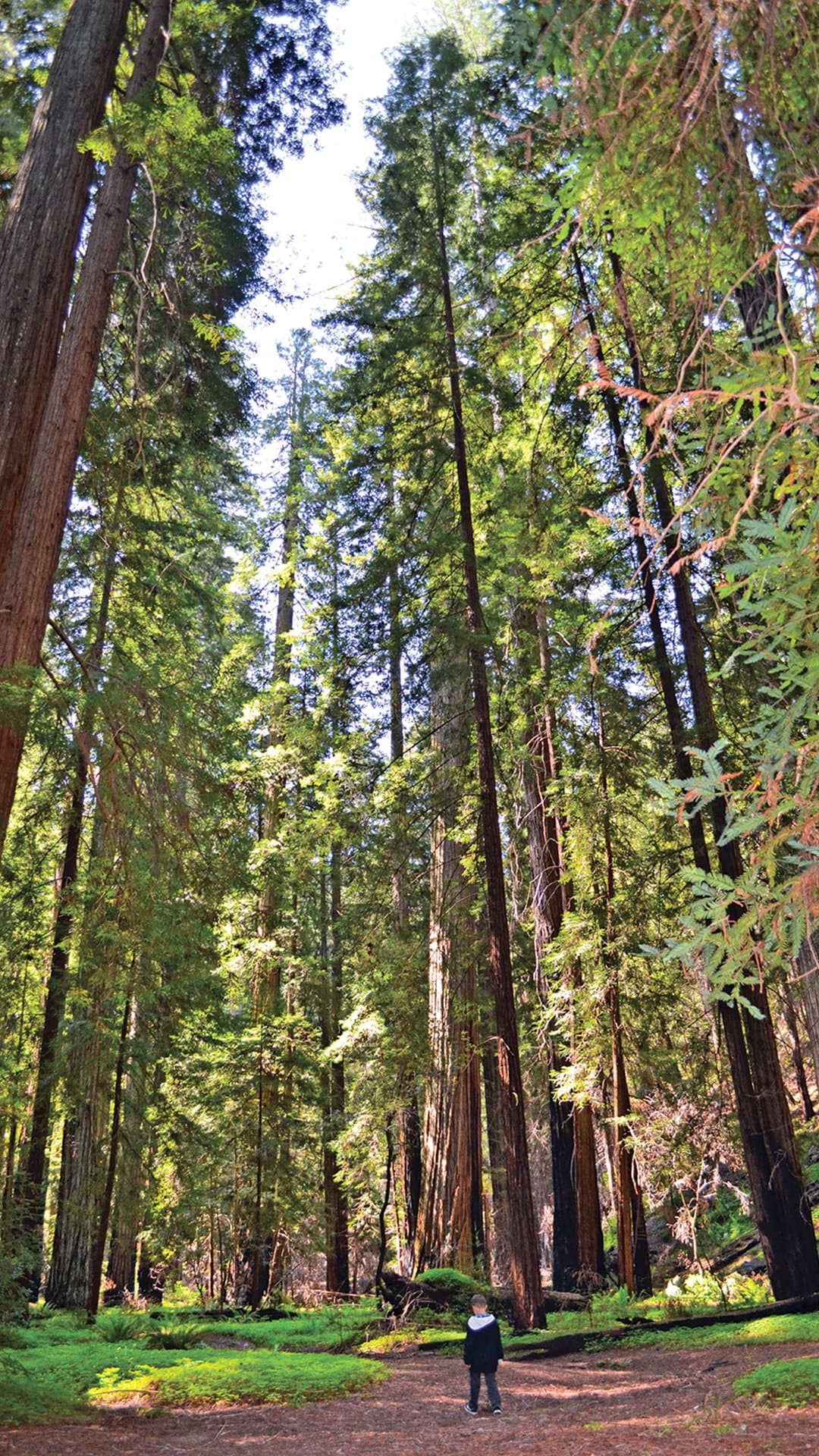 Montgomery Woods State Natural Reserve