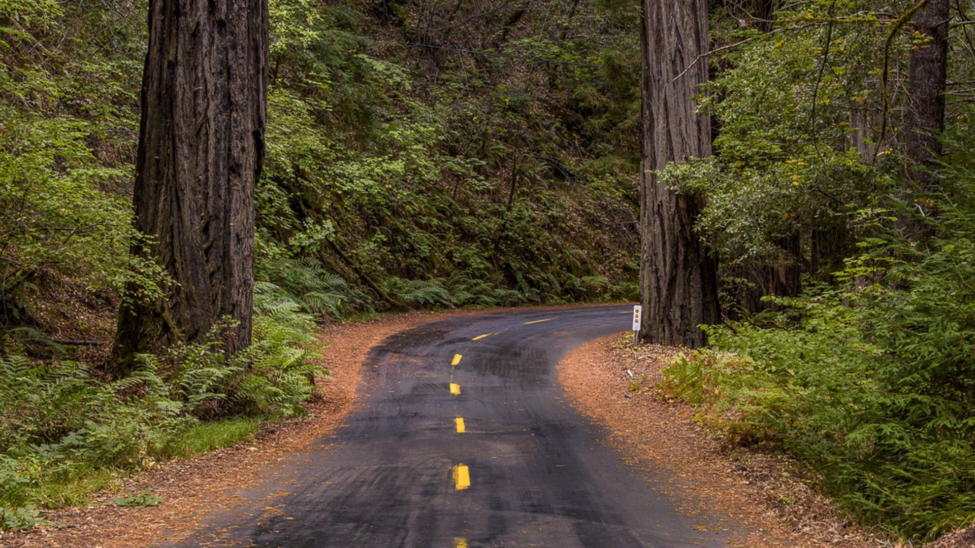 Smithe Redwoods State Reserve